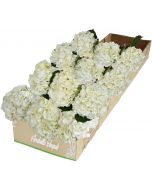 12 White Hydrangea 