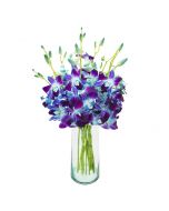 10 Blue Dendrobium Orchids