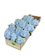 12 Blue Hydrangea