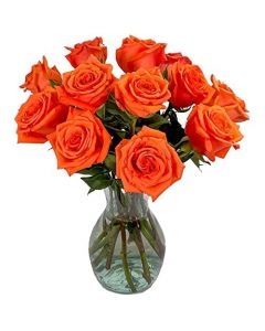 12 Orange Rose