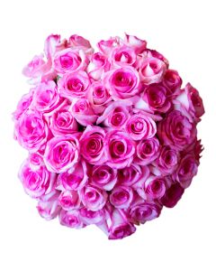48 Fresh Cut Pink Roses
