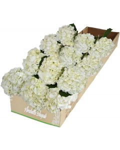 12 White Hydrangea 
