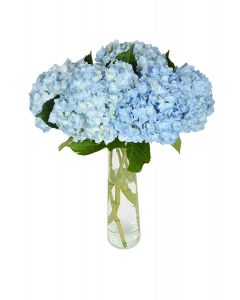 5 Blue Hydrangea with Glass Vase 