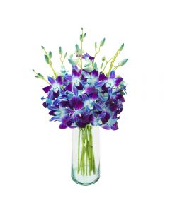 10 Blue Dendrobium Orchids