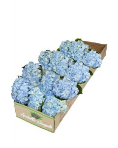 12 Blue Hydrangea